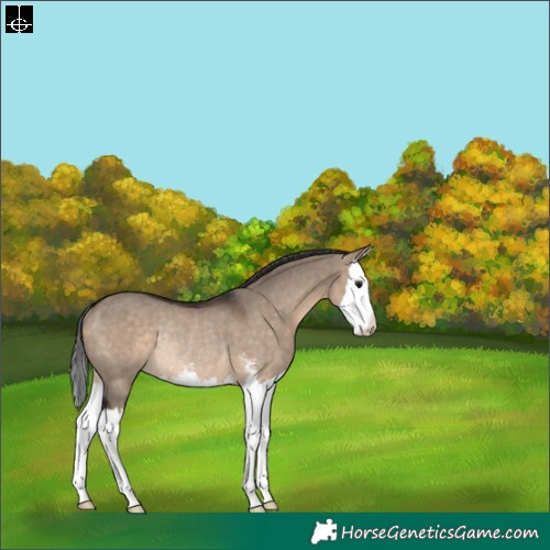 Horse Color:Brown Dun Sabino Splash Rabicano 