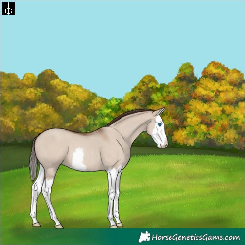 Horse Color:Classic Champagne Dun Sabino Splash 