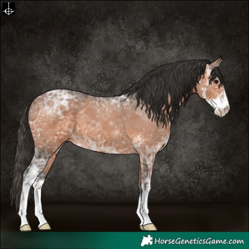 Horse Color:Bay Ice Sabino 