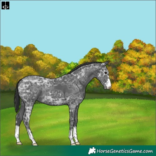 Horse Color:Black Ice 
