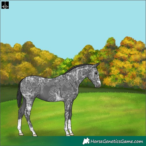 Horse Color:Black Ice 