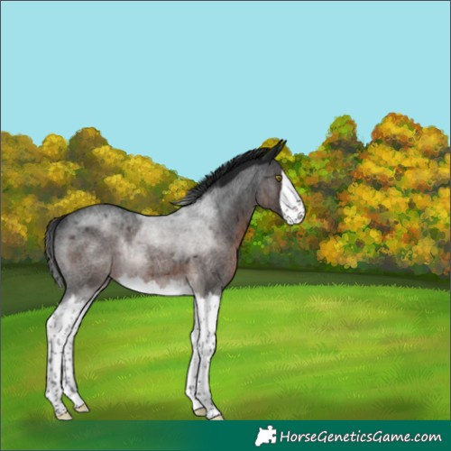 Horse Color:Gray Brown Roan Splash Rabicano 
