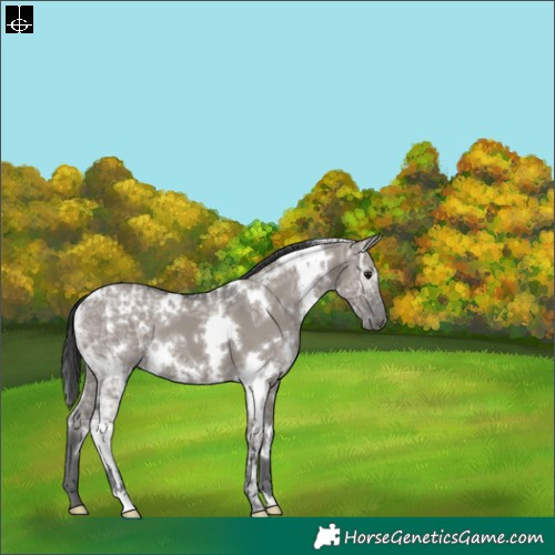 Horse Color:White Spotted Grullo Ice 