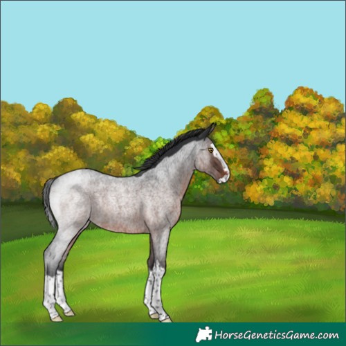 Horse Color:Brown Roan Splash Rabicano 