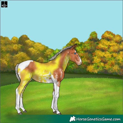 Horse Color:White Spotted Silver Bay Splash Tobiano 