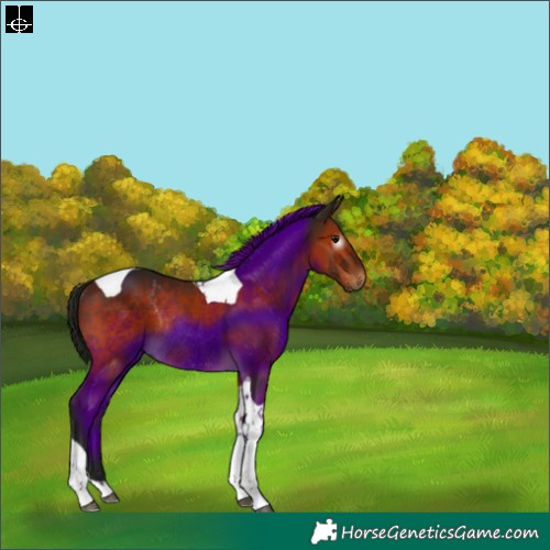 Horse Color:Gray Bay Tobiano Rabicano 