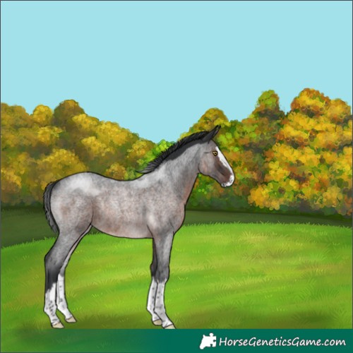 Horse Color:Brown Roan Splash Rabicano 
