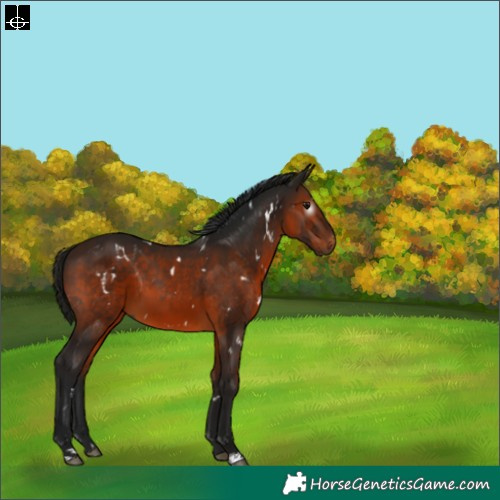 Horse Color:Gray White Spotted Bay 