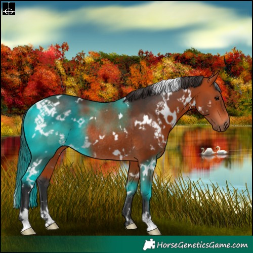 Horse Color:White Spotted Bay Rabicano 