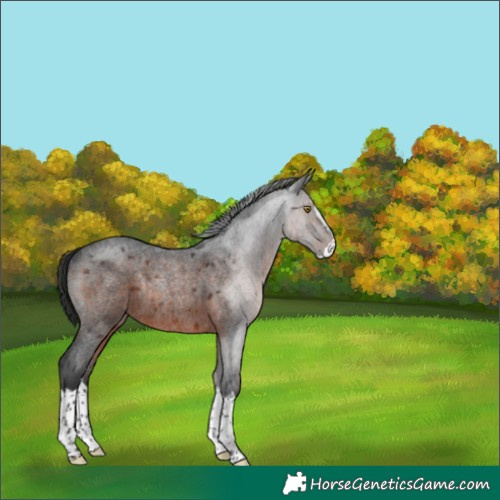 Horse Color:Brown Roan Splash Rabicano 