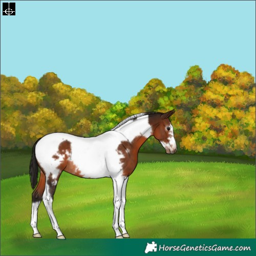 Horse Color:Gray Bay Tobiano Frame Appaloosa Rabicano 