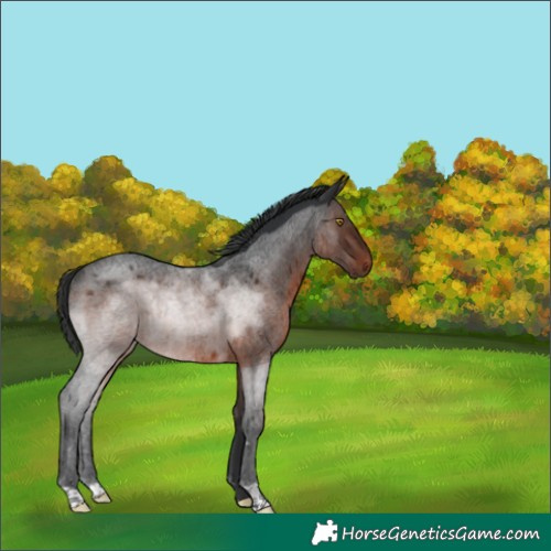 Horse Color:Brown Roan Rabicano 