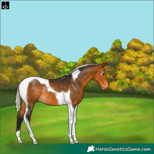 Horse Color:Gray Silver Buckskin Tobiano Varnish Rabicano 