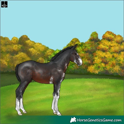 Horse Color:Brown Sabino 