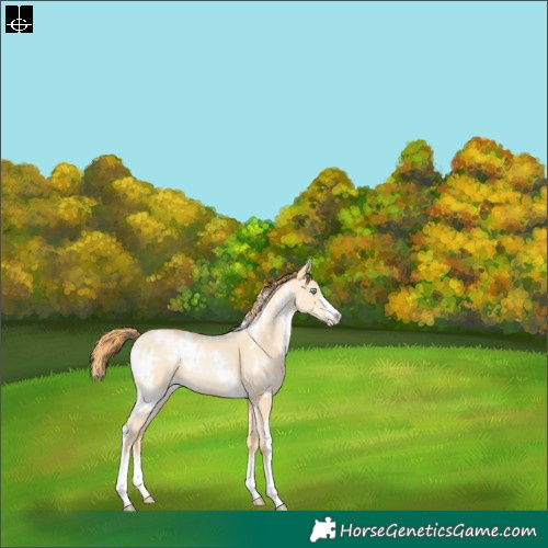 Horse Color:White Spotted Buckskin Pearl Dun 