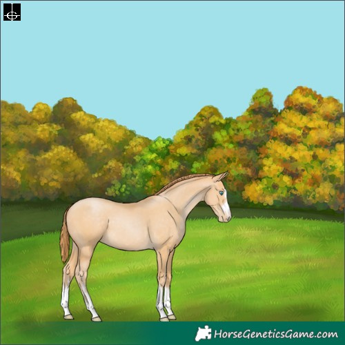 Horse Color:Buckskin Pearl 