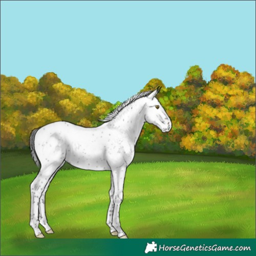 Horse Color:Gray Brown Roan Splash Rabicano 