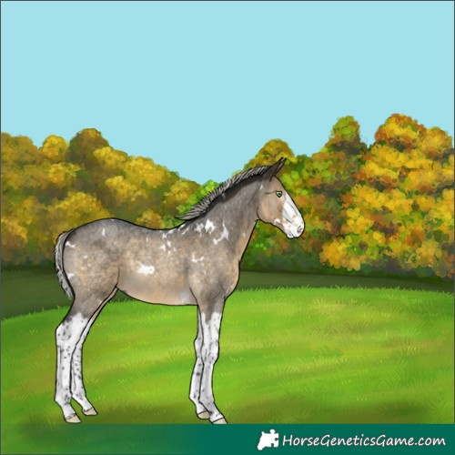 Horse Color:Gray White Spotted Silver Buckskin Roan Dun Splash Rabicano 