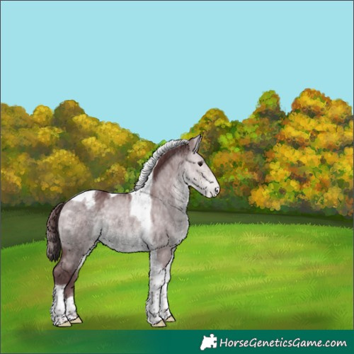 Horse Color:Platinum Chocolate Buckskin Dun Tobiano Appaloosa 