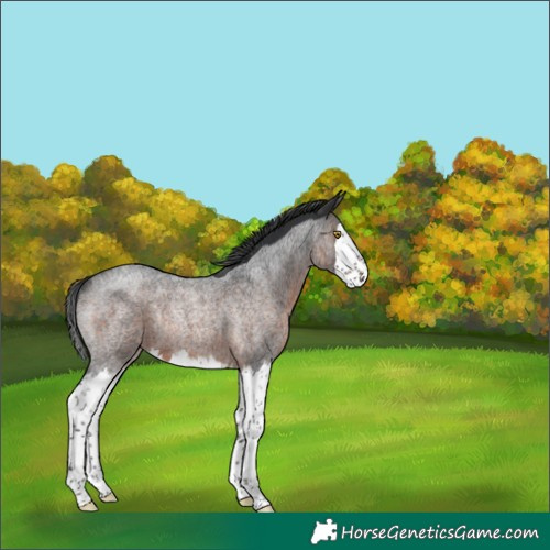 Horse Color:Brown Roan Splash Rabicano 