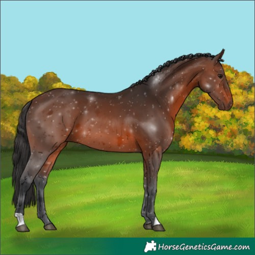 Horse Color:Brown 