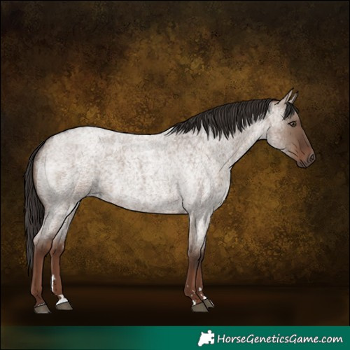 Horse Color:Liver Red Dun Roan 