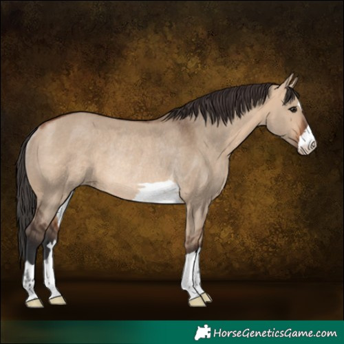 Horse Color:Bay Dun Rabicano 