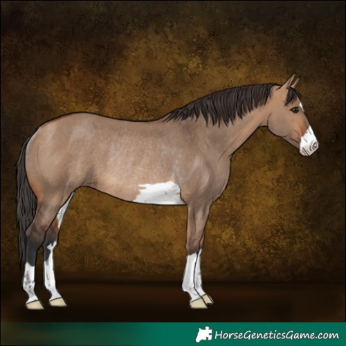 Horse Color:Bay Dun Rabicano 