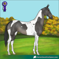 Horse Color:Black Tobiano 