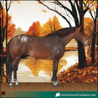 Horse Color:Bay and Bay Blanket