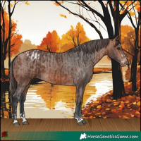 Horse Color:Bay and Bay Appaloosa