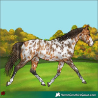 Horse Color:Bay Appaloosa  and Buckskin Appaloosa 