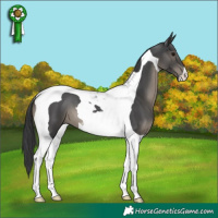 Horse Color:Black Tobiano 