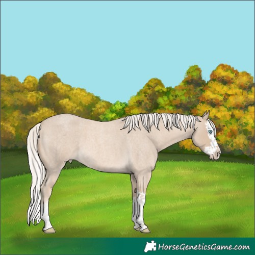 Horse Color:Cremello Roan Splash 