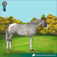 Horse Color:Silver Buckskin Roan Splash Tobiano 