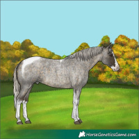 Horse Color:Silver Buckskin Roan Splash Tobiano 