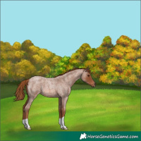 Horse Color:Red Roan 