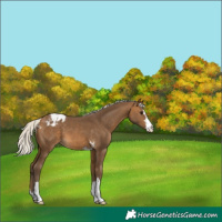 Horse Color:Silver Buckskin Varnish 