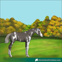 Horse Color:Silver Black Sabino Appaloosa 