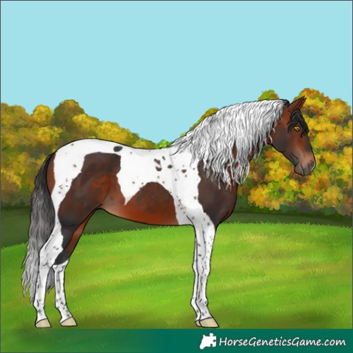Horse Color:Bay Tobiano 