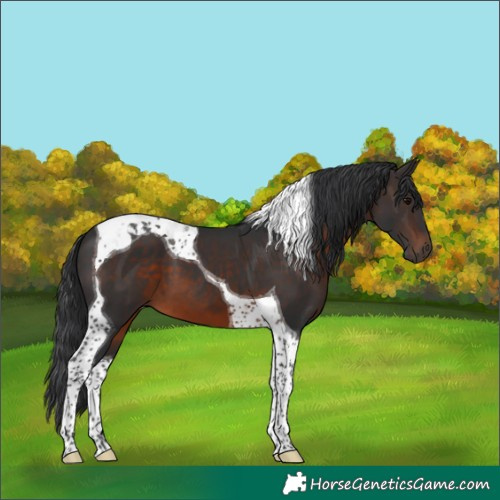Horse Color:Brown Tobiano 