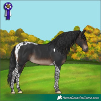 Horse Color:Brown Tobiano