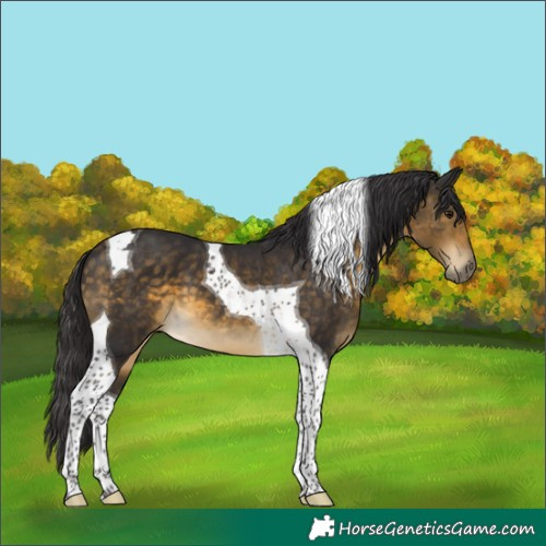 Horse Color:Buckskin Tobiano 