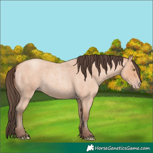 Horse Color:Amber Champagne Roan 