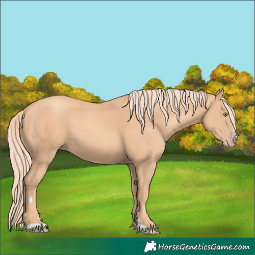 Horse Color:Gold Champagne 
