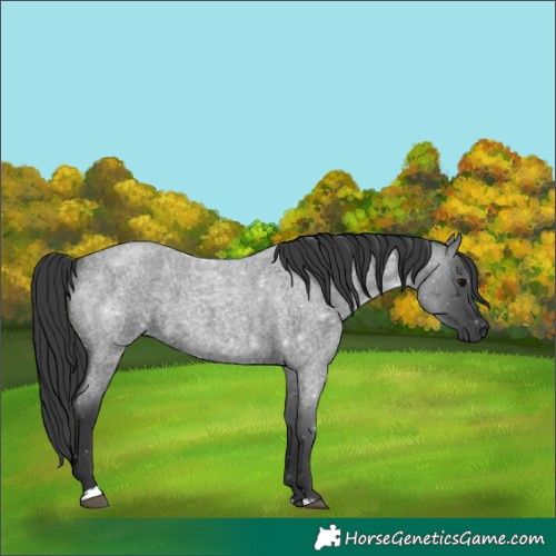 Horse Color:Blue Roan 