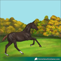Horse Color:Liver Chestnut 