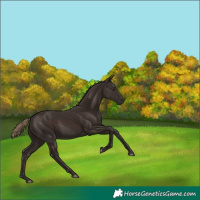 Horse Color:Liver Chestnut 