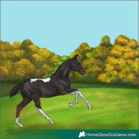 Horse Color:Liver Chestnut Tobiano 