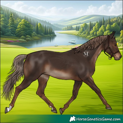Horse Color:Liver Chestnut 